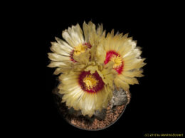 Astrophytum cv. capricorne 773 